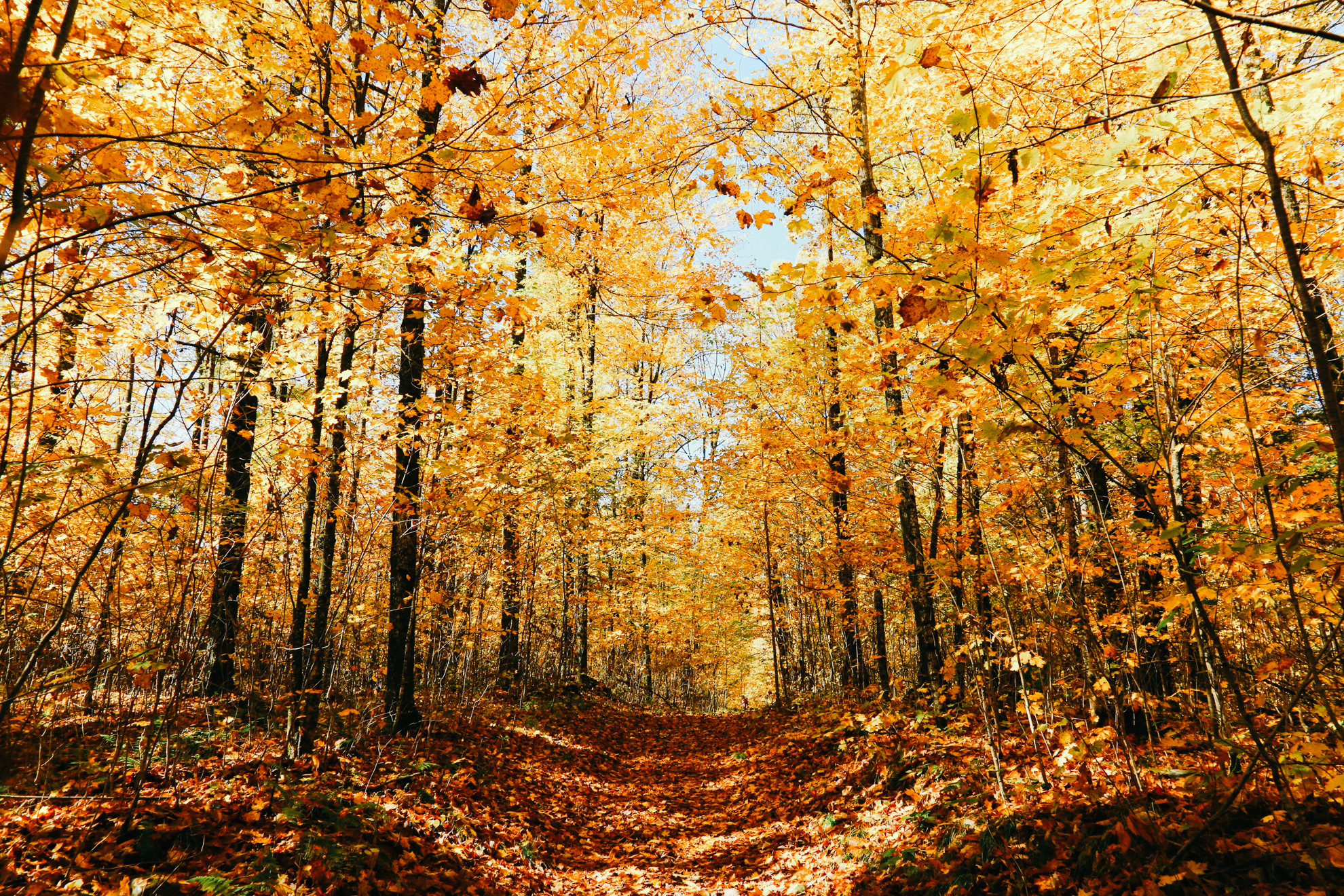 fall colors in wisconsin