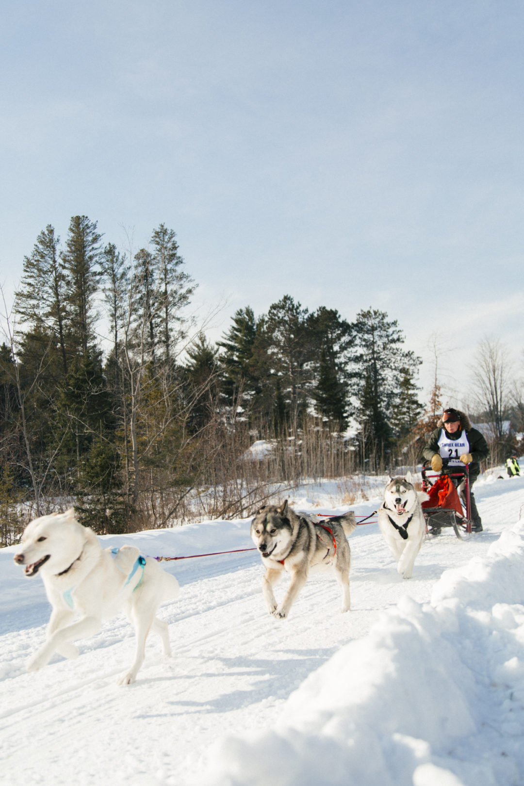 Three Bear Sled Dog Race in Land O' Lakes
