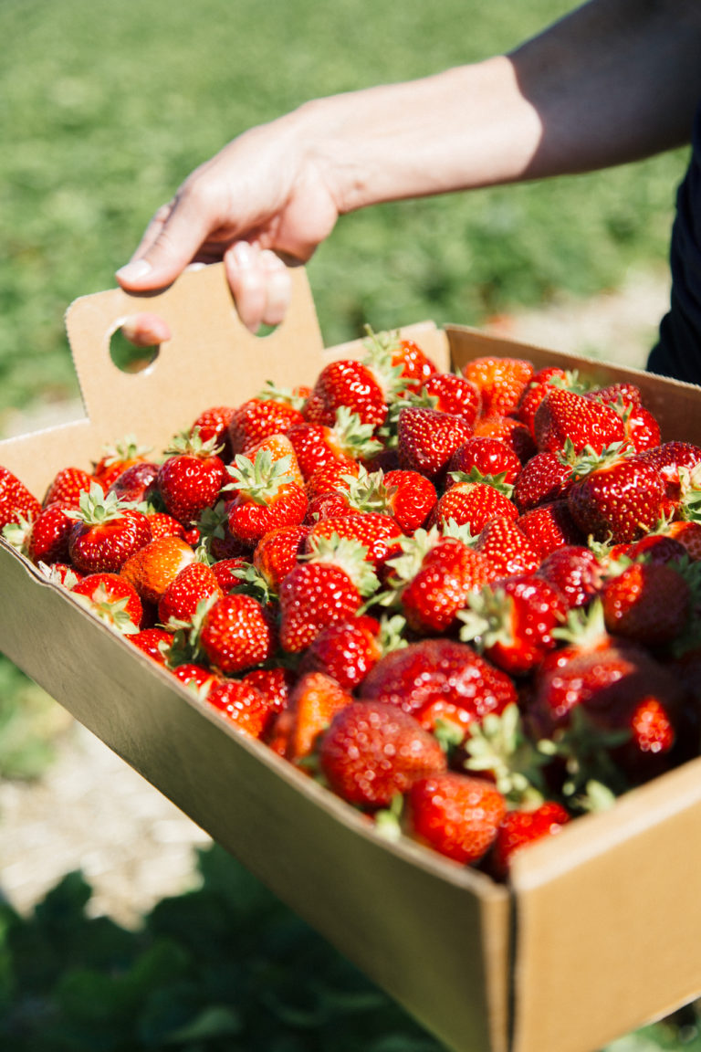 Strawberry Picking at Engelberry Farm