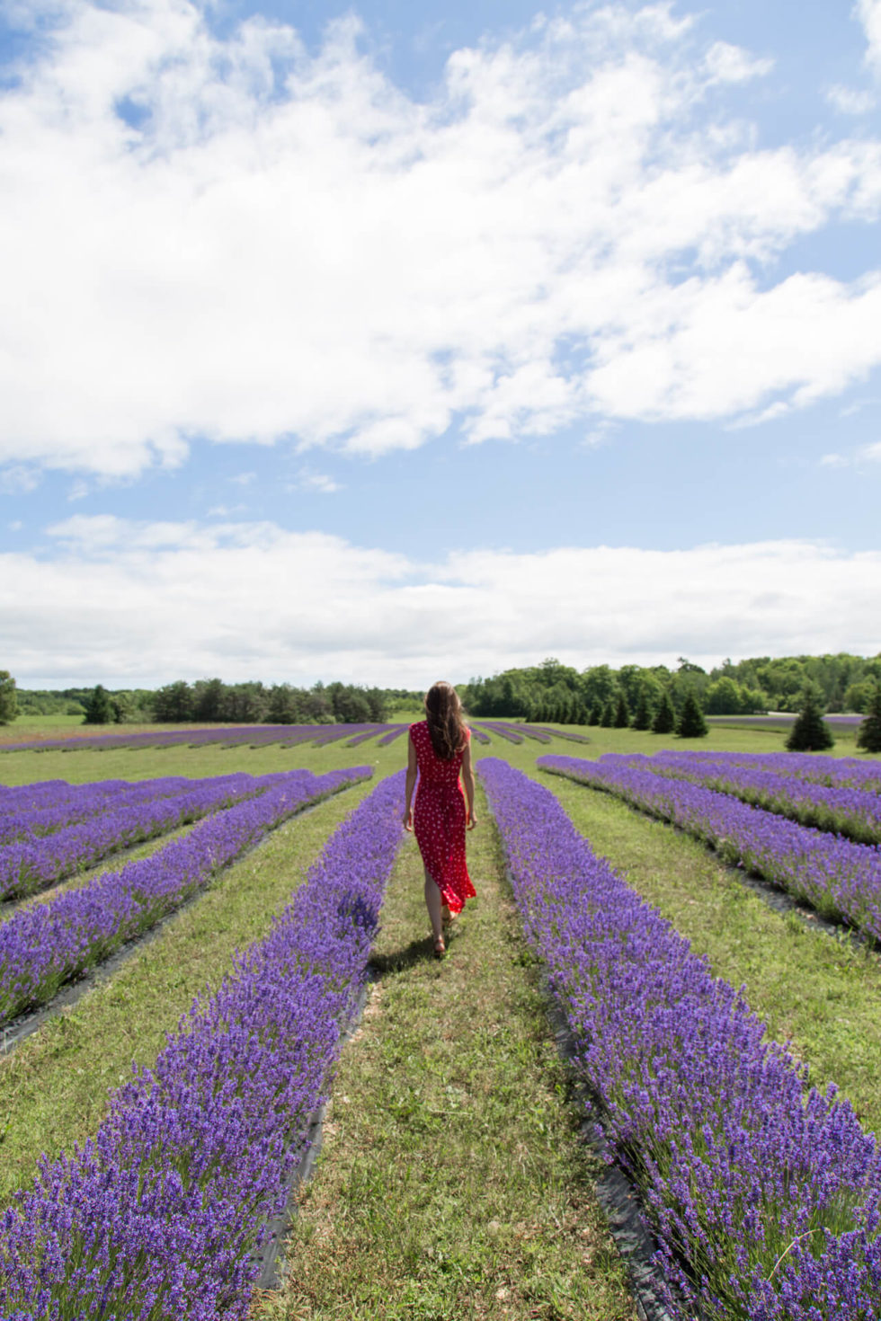 Washington Island Lavender Fields