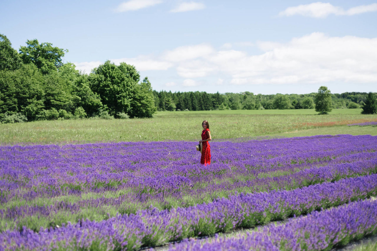 Washington Island Lavender Fields